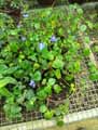 Streptocarpus holstii