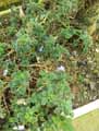 Streptocarpus sp.