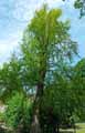 Ginkgo biloba