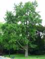 Ginkgo biloba