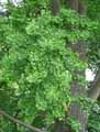 Ginkgo biloba