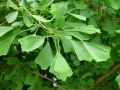 Ginkgo biloba Dila