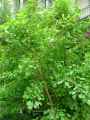 Ginkgo biloba Dila