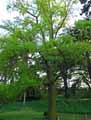 Ginkgo biloba