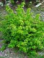 Ribes alpinum Aureum