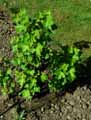 Ribes aureum