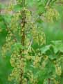 Ribes grossularia, Ribes uva-crispa
