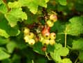 Ribes grossularia, Ribes uva-crispa