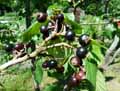Ribes nigrum
