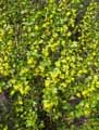 Ribes odoratum
