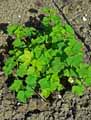 Ribes rubrum
