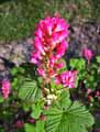Ribes sanguineum