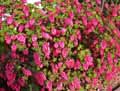Ribes sanguineum