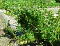 Ribes uva spina