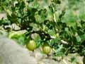 Ribes uva spina