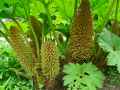 Gunnera mannicata