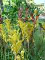 Anigozanthos x Bush Gems