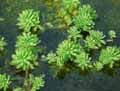 Myriophyllum aquaticum