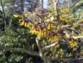 Hamamelis japonica Arborea
