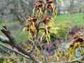 Hamamelis japonica