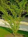 Hamamelis vernalis
