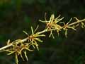Hamamelis virginiana