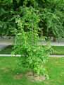 Hamamelidaceae-Sycoparrotia-semidecidua-Sycoparrotia.jpg