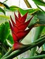 Heliconia bihai