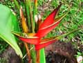 Heliconia bihai