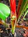 Heliconia bihai