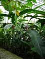 Heliconia bihai