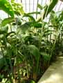 Heliconia wagneriana