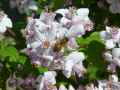 Deutzia Perle Rose