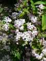 Deutzia Perle Rose