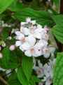 Deutzia Perle Rose