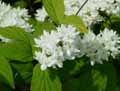 Deutzia gracilis