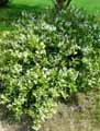 Deutzia gracilis