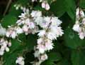 Deutzia scabra