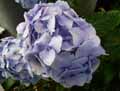 Hydrangea macrophylla