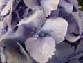 Hydrangea macrophylla