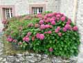 Hydrangea macrophylla