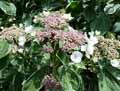 Hydrangea macrophylla Tricolor