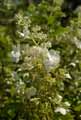 Hydrangea paniculata
