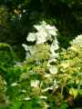 Hydrangea paniculata