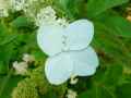 Hydrangea paniculata