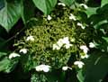 Hydrangea petiolaris