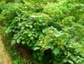 Hydrangea petiolaris