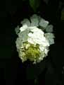 Hydrangea quercifolia