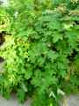Hydrangea quercifolia