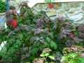 Hydrangea quercifolia